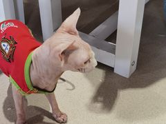 -藏猫猫咖啡主题馆(中央大道店)