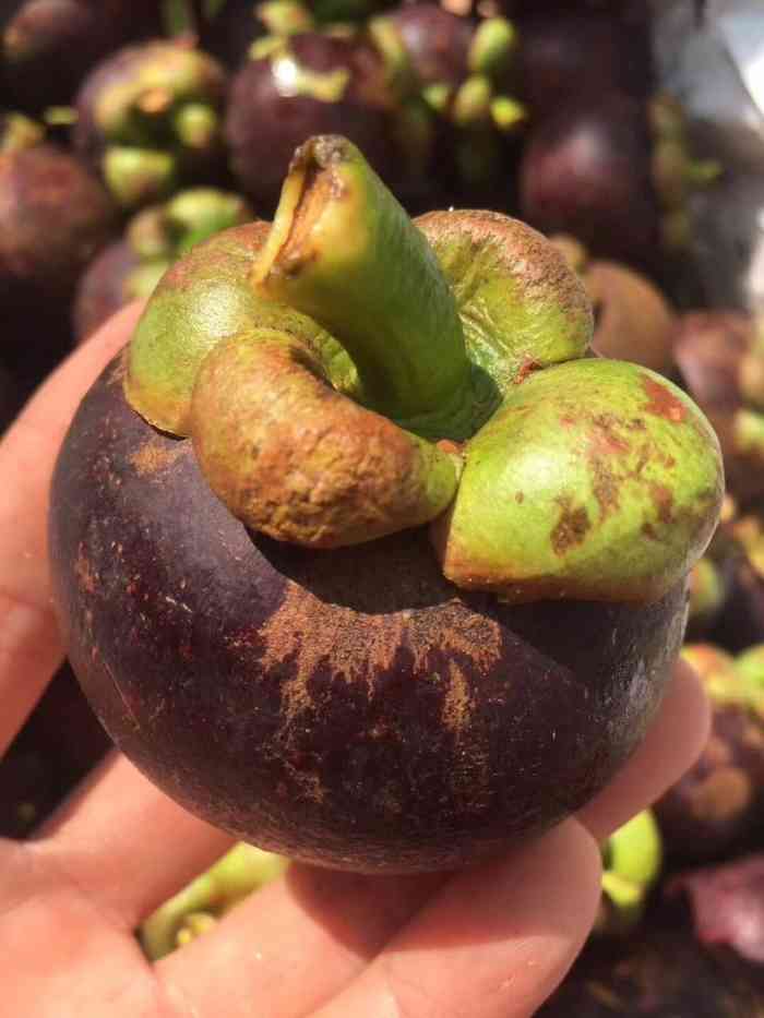 原产马鲁古,亚洲和非洲热带地区广泛栽培;中国台湾,福建,广东和云南