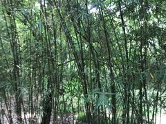 -新江湾城公园