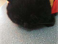 -瑞派·关忠动物医院·猫专科·犬专科(三环新城店)