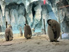 -帝企鹅自助餐厅•儿童岛•真企鹅(长隆企鹅酒店)