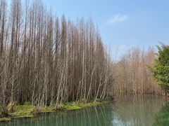 -桤木河湿地公园