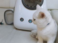 -lincat·猫舍(广州店)