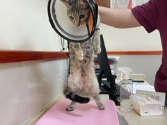 -艾贝尔宠物医院 ·内科全科(梁溪路店)