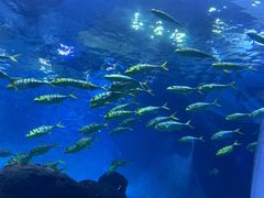 -成都浩海立方海洋公园