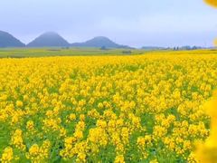 -西京湾花海