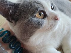 -猫在这儿猫咪咖啡馆·撸猫馆