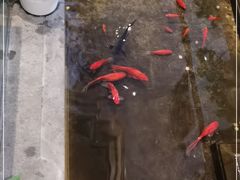 -旺顺阁鱼头泡饼(小红门店)