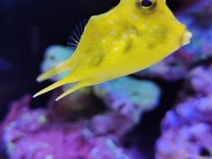 -上海海洋水族馆