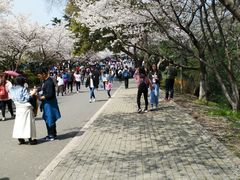 -武汉大学-樱园