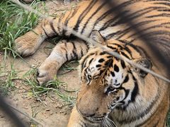 -大连森林动物园