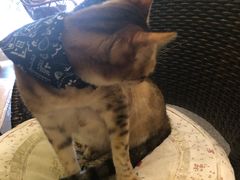 -猫色咖啡·猫咖