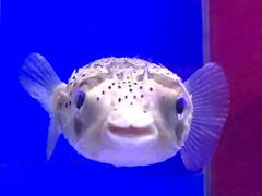 -上海海昌海洋公园