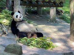 -都江堰中华大熊猫苑