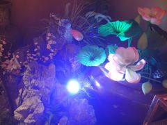 -巢爷老味(东方红店)