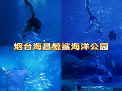 -烟台海昌鲸鲨海洋公园