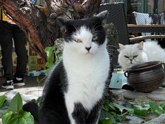 -喵屿·大理花园猫咖