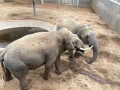 -西霞口神雕山野生动物世界