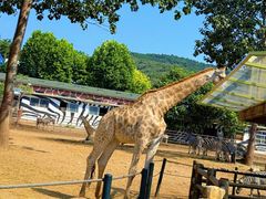 -大连森林动物园