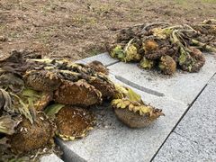 -漩门湾国家湿地公园