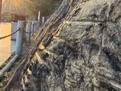 -羚羊峡古栈道森林公园