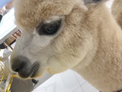 -RU DUCK柯尔鸭公社·撸鸭俱乐部·羊驼·小香猪