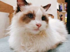 -藏猫猫咖啡主题馆(中央大道店)