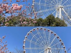 -顾村公园