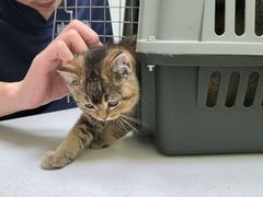 -瑞鹏宠物医院·骨科·猫科·内科(第一中心)