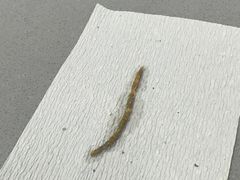 -爱侣宠医·鹦鹉专科·小型哺乳类·异宠专科(灵石路店)