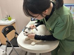 -瑞鹏宠物医院·骨科·猫科·内科(第一中心)