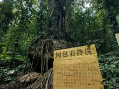 -莫里热带雨林景区