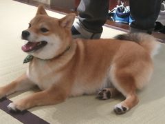 -逗柴咖啡屋·狗咖猫咖宠物桌游