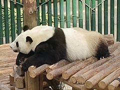 -沈阳森林动物园