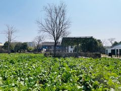 -田园东方蜜桃村的田野营地