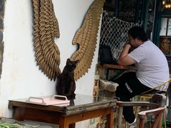 -喵屿·大理花园猫咖