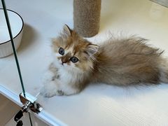 -十月米努特矮脚猫舍