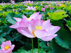 -武汉紫薇都市田园