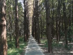 -同里国家湿地公园