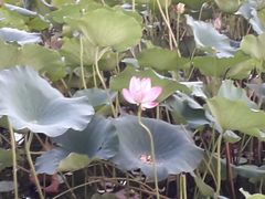 景点-后海公园