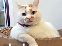 -良品铺子(发展大道复兴一村店)