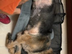 -彩虹桥宠物火化殡葬善终服务(金乐大厦店)