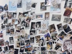 -瑞派·关忠动物医院·猫专科·犬专科(三环新城店)