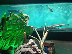 -太平洋海底世界