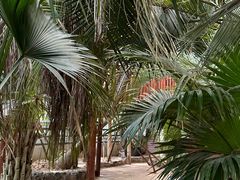 -呀路古热带植物园