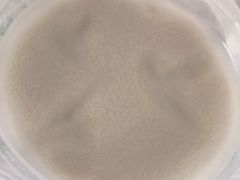 豆汁儿焦圈儿-护国寺小吃店(红莲南路店)
