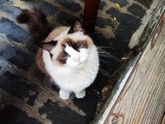 -喵屿·大理花园猫咖