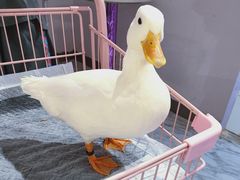 -Heymao猫咖.咖啡厅(东门店)