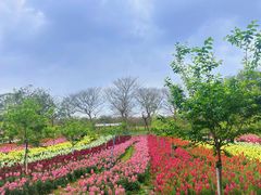 -天适樱花悠乐园