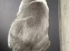 -PETKIT小佩宠物·低压洗护(国顺东路店)